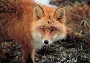 Red Fox Mousepad