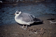 Red Phalarope Magnet