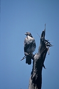 Red-tailed Hawk Magnet