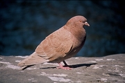 Rock Dove Magnet