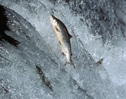Salmon Magnet