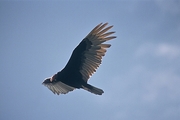 Turkey Vulture Magnet