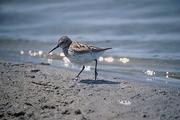 Western Sandpiper Magnet