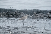 Willet Magnet