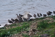 Willet Magnet