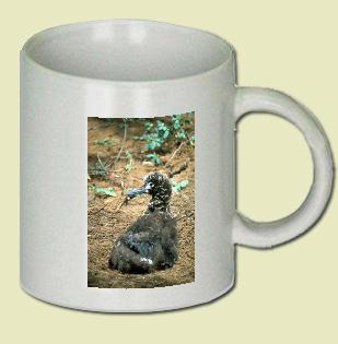 Laysan Albatross Coffee Mug