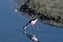 Black-necked Stilt picture