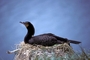 Double-Crested Cormorant picture