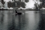Killer Whale picture