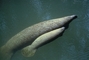 Manatee picture