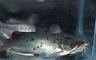Catfish picture