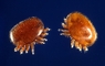 Mite picture