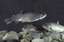 Trout picture