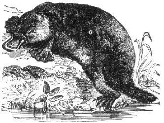 Platypus