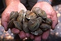 Little Neck Clam picture