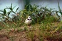 Piping Plover picture