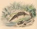 Salamander picture