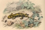 Salamander picture