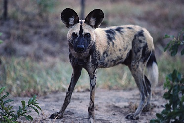 African Wild Dog