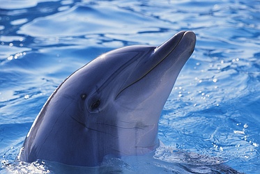 Dolphin Appearance
