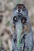 Arctic Ground Squirrel Magnet