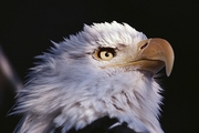 Bald Eagle Magnet