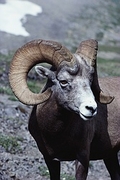 Bighorn Sheep Magnet
