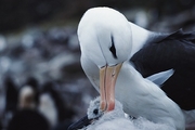 Black Browed Albatross Magnet