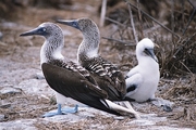 Blue Footed Booby Magnet