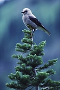 Clark's Nutcracker Magnet