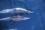 Common Dolphin Magnet
