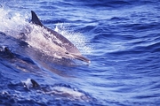 Common Dolphin Magnet
