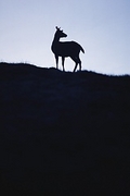 Deer Magnet