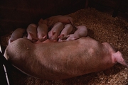 Domestic Pig Magnet