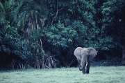 Elephant T-Shirt