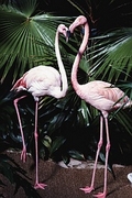 Flamingo Magnet