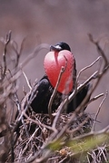 Frigatebird Magnet