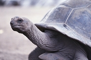 Giant Tortoise T-Shirt
