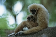 Gibbon Poster
