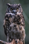 Great Horned Owl Magnet