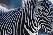 Grevy's Zebra Magnet