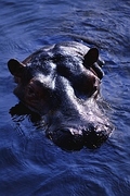 Hippopotamus Poster