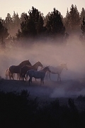 Horse Magnet