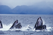 Humpback Whale Magnet