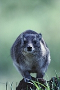 Hyrax Magnet