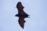 Indonesian Fruit Bat Magnet
