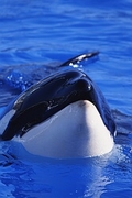 Killer Whale Magnet
