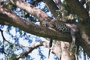 Leopard Magnet