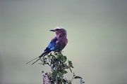 Lilac Breasted Roller Magnet