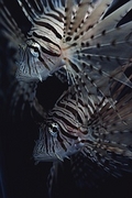 Lionfish Magnet